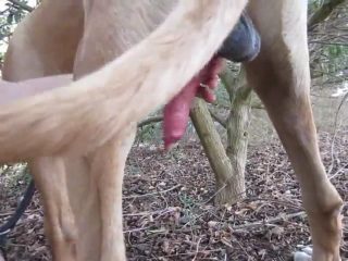 Girl sucks cock from a dog, blowjob porn